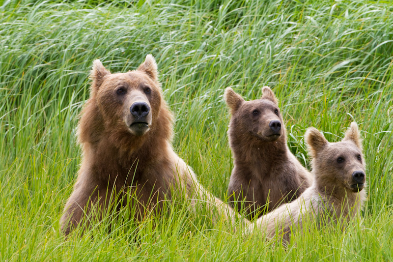 Grizzly Bear Sow And Cubs